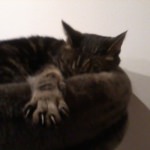 Gedenkbild