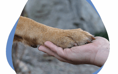 Interview mit NRZ gibt Einblick in den Beruf des Tierbestatters